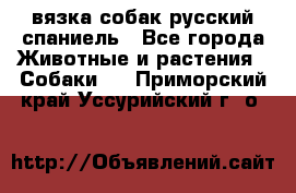 вязка собак русский спаниель - Все города Животные и растения » Собаки   . Приморский край,Уссурийский г. о. 